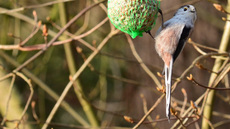 Schwanzmeise (03).jpg